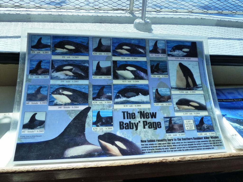 they have a catalog of local orcas