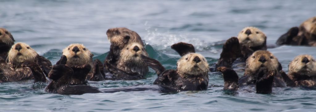 rafts of sea otters are so cute :)