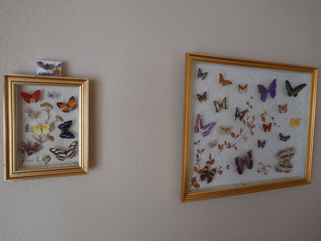 and him got a home with the other butterflies I inherited from an uncle