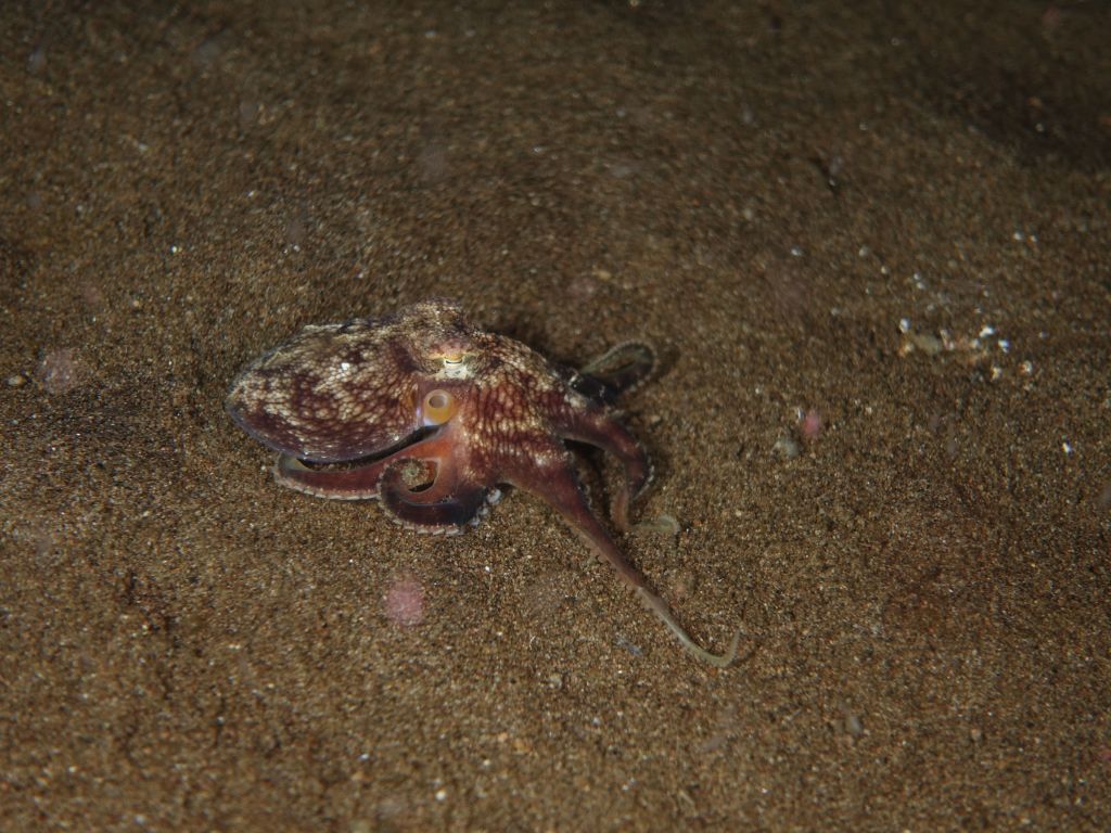 octopus were very shy and more rare