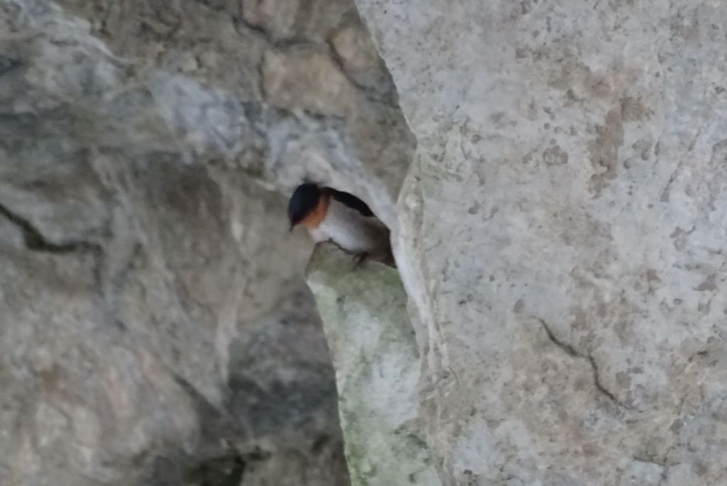 nice swallows, with orange necks