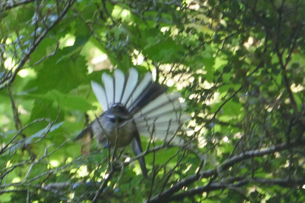 the way back had lots of birds, here a fantail