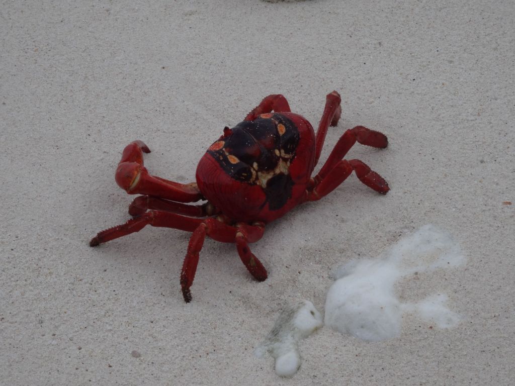 these crabs can't swim, but they lay eggs in the ocean