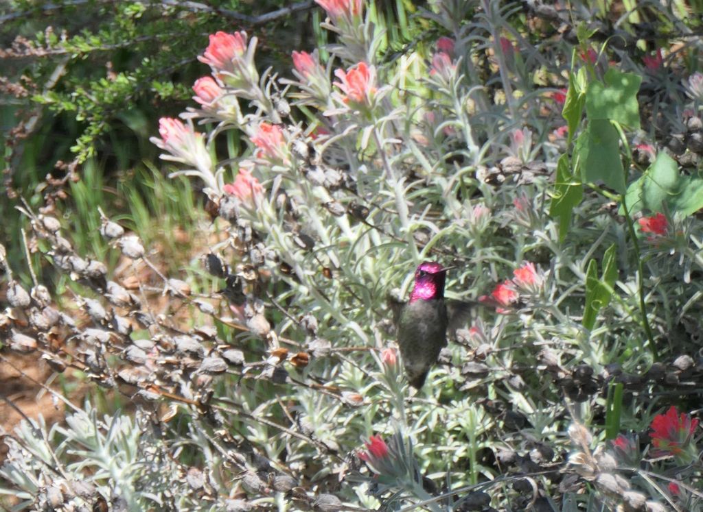 jennifer found a nice hummingbird