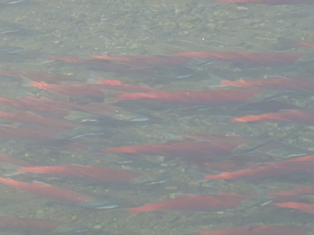 lots of salmons in the river