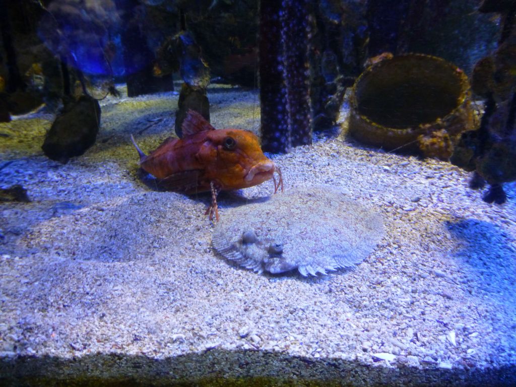 awesome fish with feet