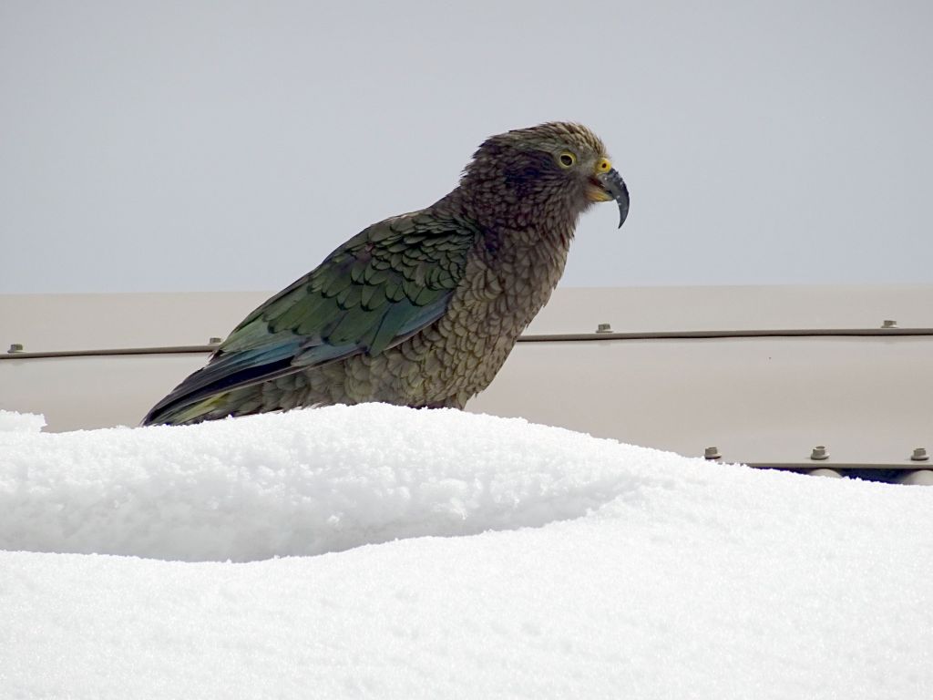 another kea