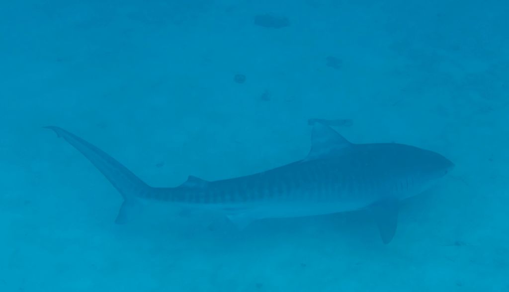 got lucky to see a tiger shark so close to town