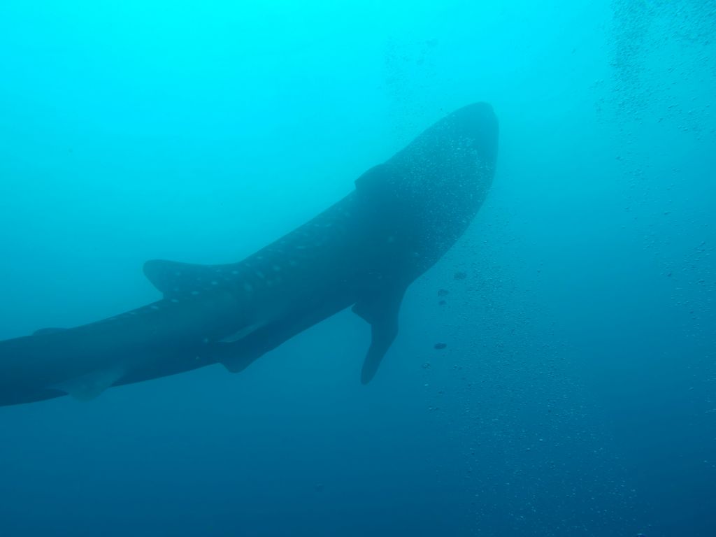 we got to see a whale shark in passing