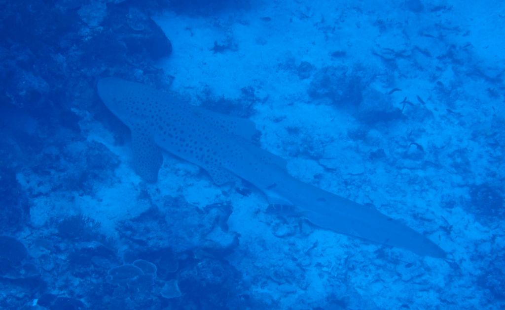 we found a nice leopard shark down at 45m