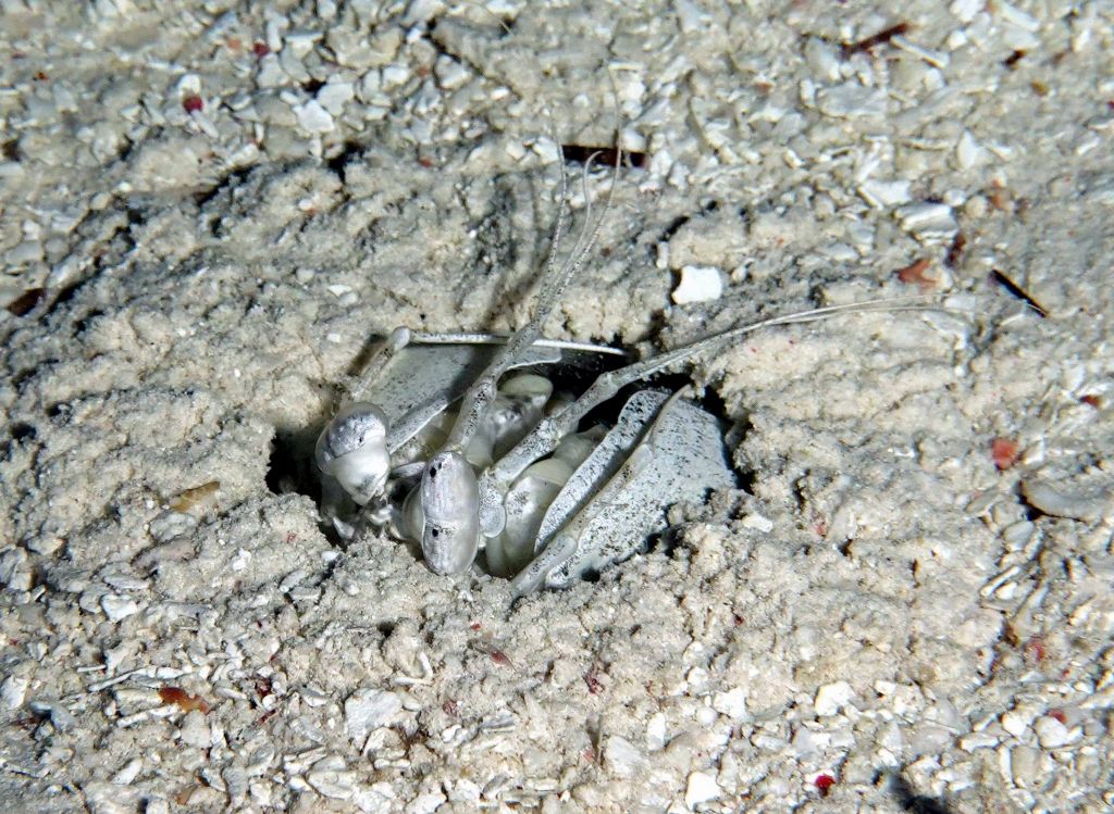 manta shrimp that dug itself in the ground
