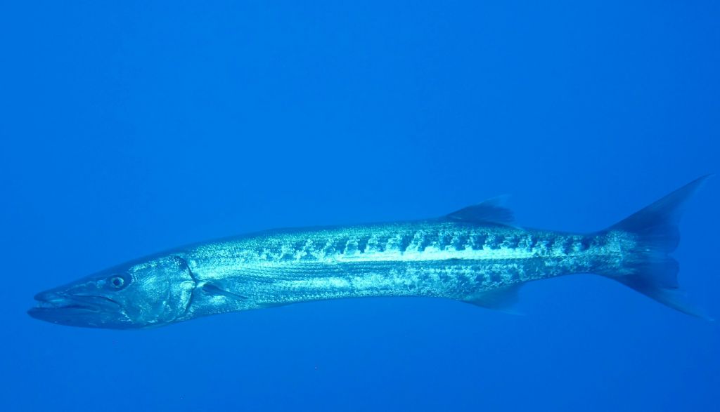 Blue holes also had a huge barracuda