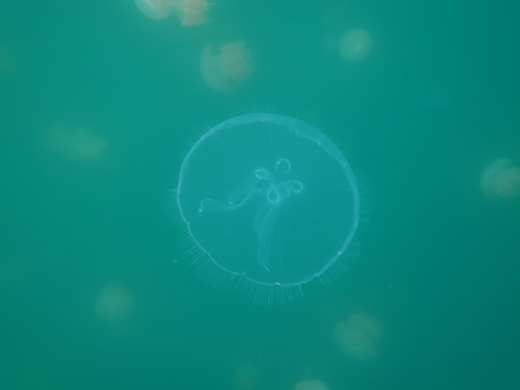 that is the 2nd kind of jellies you find in the lake (much less common)