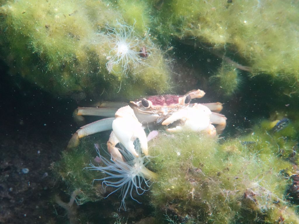 and I found this single invasive crab