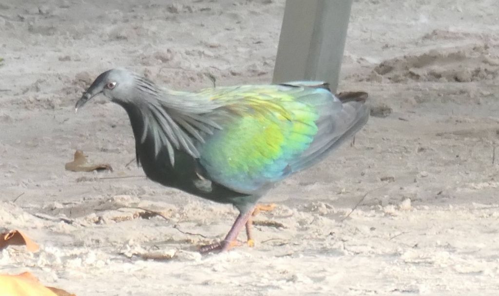 rare colorful pigeon