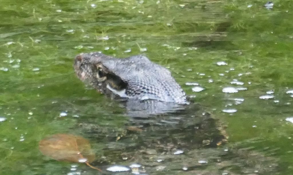 probably a water monitor