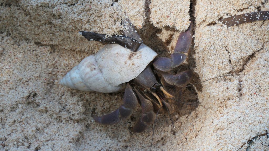 found a nice hermit crab on the beach