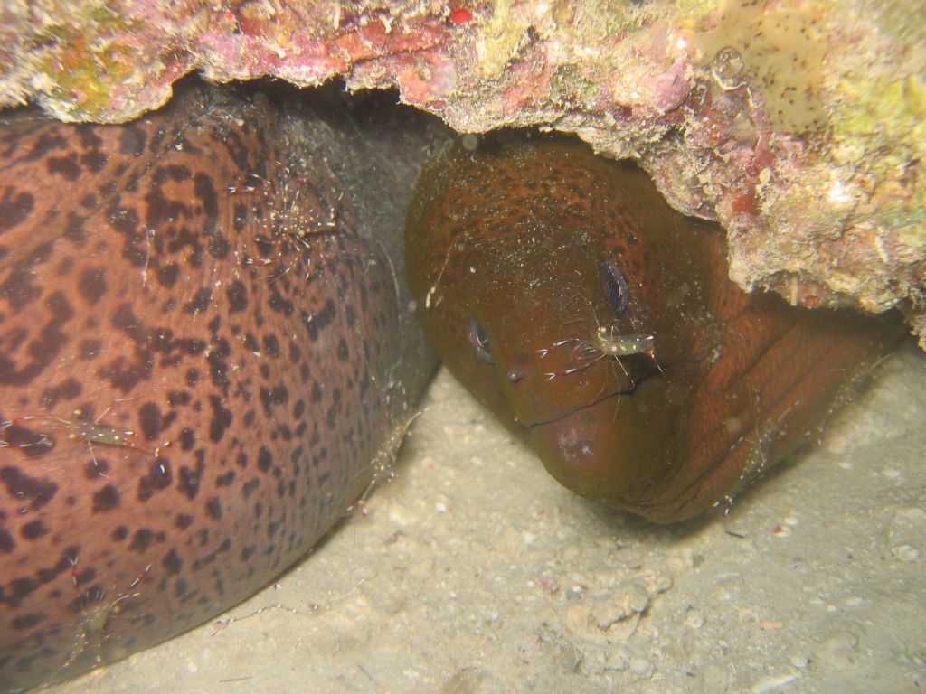 beautiful cleaning shrimps on that moray eel