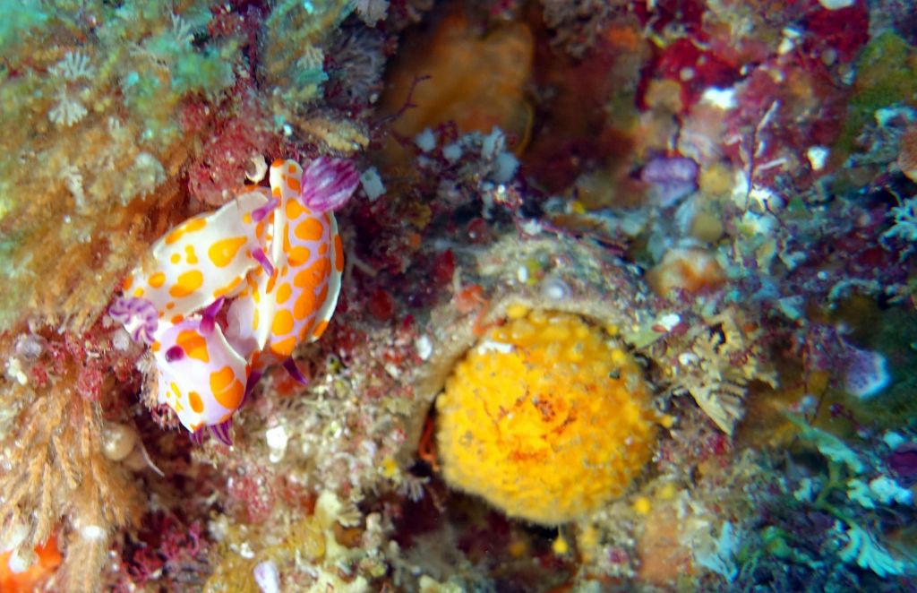 nudibranch threesome