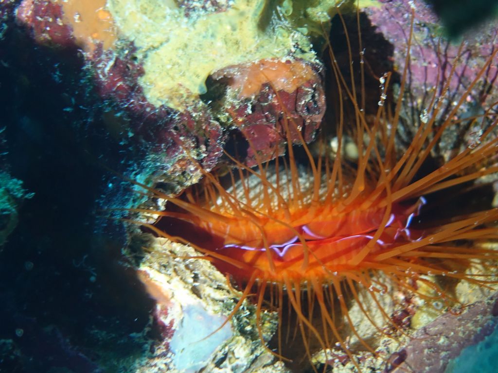 electric clam/anemone