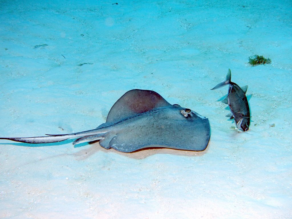 fish like to hunt in pair with rays