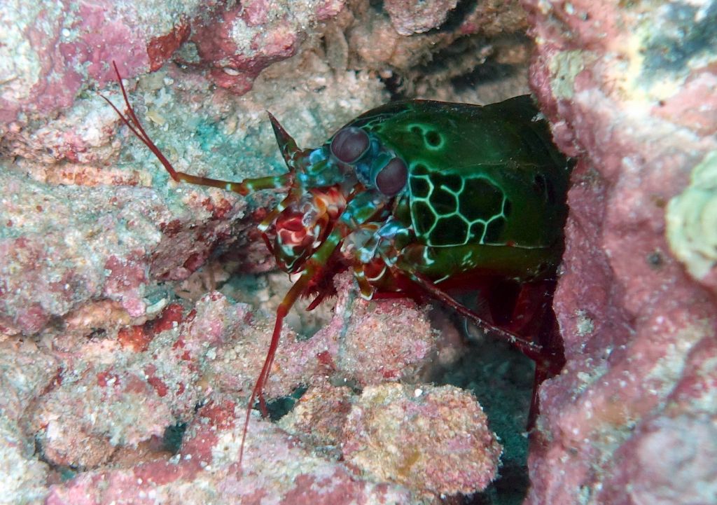 nice manta shrimp, so colorful as always