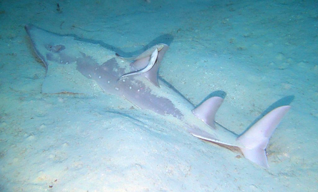 shark-ray