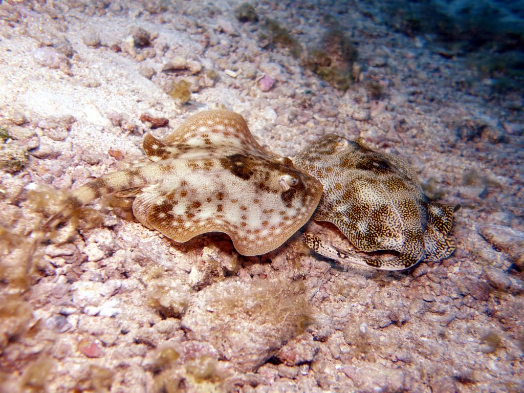 those baby rays were being 'friendly' :)