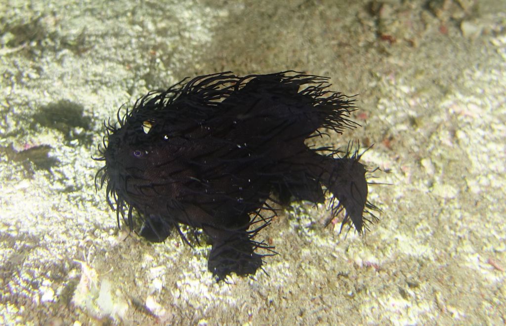 hairy frogfish, awesome