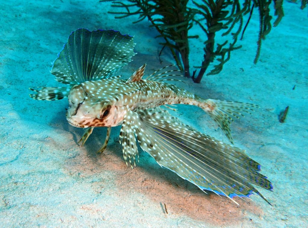 this fish doesn't fly but it extends it wings to look bigger