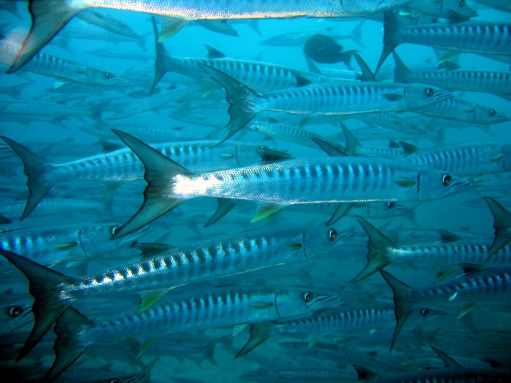 Barracuda Point had loads of barracudas in the morning
