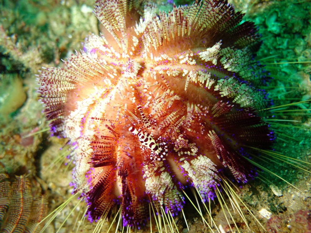 pretty sea urchin with 2 small shrimp