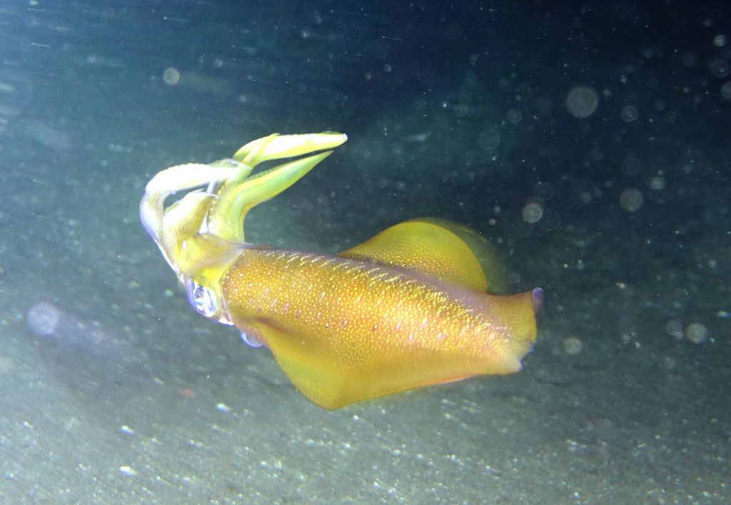 I chased a squid to take pictures, it wasn't happy :)