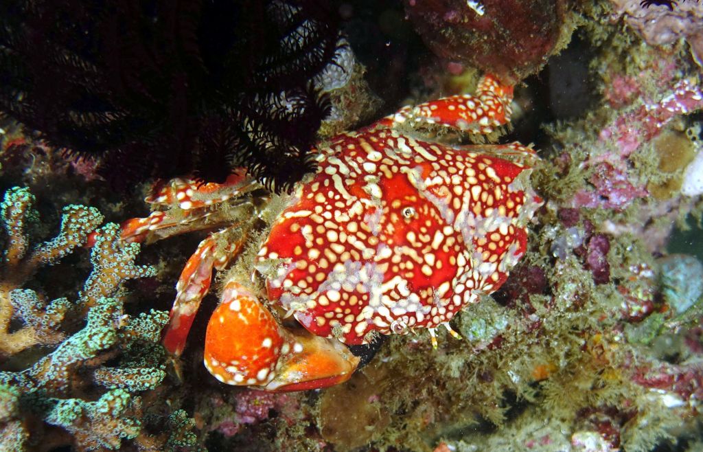 nice colorful crab