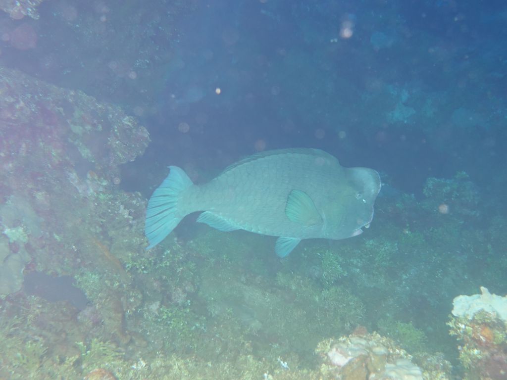 I was able to spot a humphead parrotfish, rare in that area
