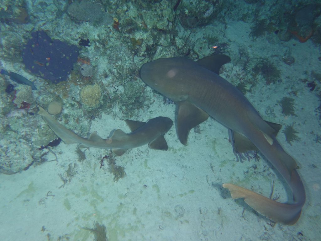 the baby nurse shark was even cuter, learning to hunt from its mother