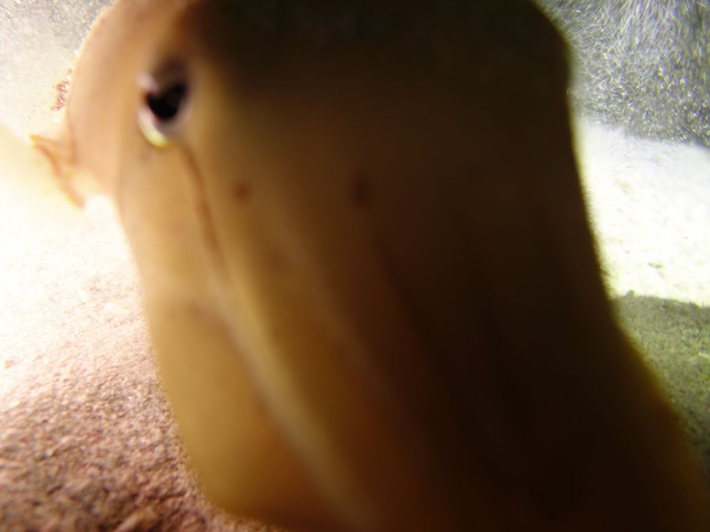 this cuttlefish kept running into my camera and was trying to slide under it
