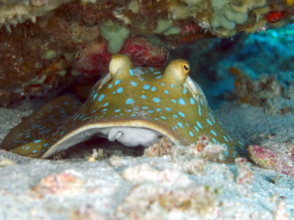 nice spotted ray